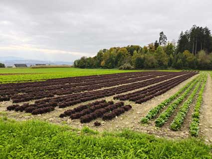 Hinter Marchlen Salatfeld, jpg 25kb