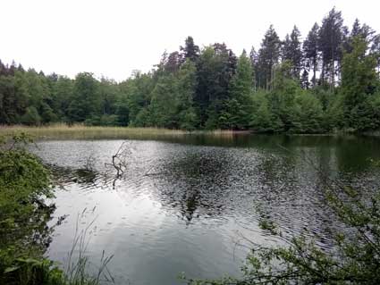 Waldweiher, jpg 23kb