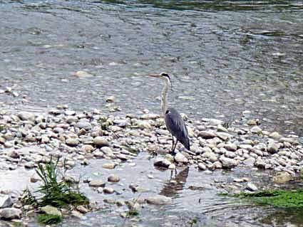 grauer Vogel im Wasser, jpg 28kb