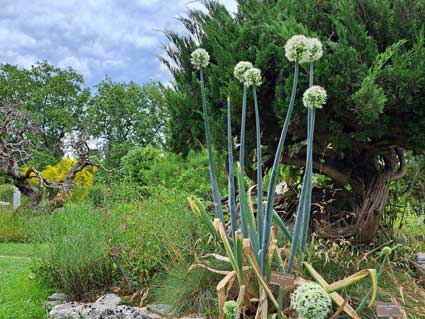 Botanischer Garten, jpg 38kb