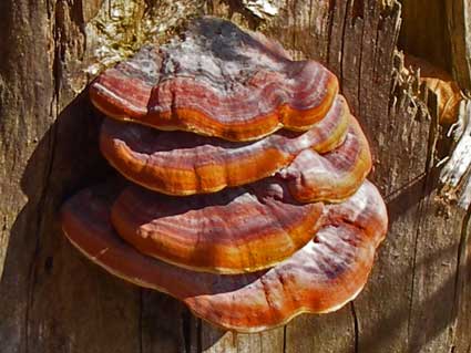 dreieckiger Pilz mit orangen Rändern, jpg 25 kb