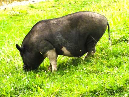 Schwein, jpg 41kb