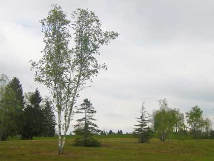 Wiese mit Birke, jpg 17 kb