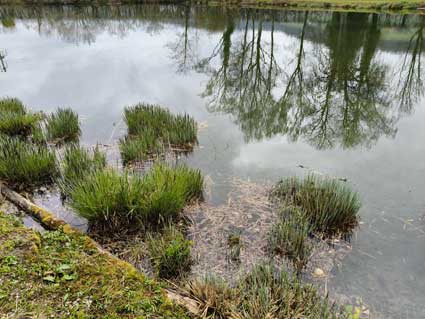 Teich, jpg 37kb